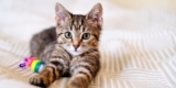 Getting a Cat Helped Me Extra By means of My Divorce Than My Youngsters