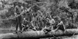 Images Present FDR’s CCC or Tree Military Remodeling US Parks and Forests