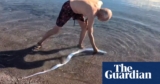 Shimmering oarfish hardly ever seen close to ocean floor pops up on Mexico seaside | Wildlife