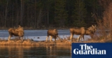 Sweden’s Nice Moose Migration dwell stream ends after 478 hours’ viewing | Sweden