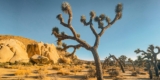 Issues to Know If Visiting Joshua Tree Nationwide Park, From Native