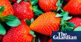 ‘Too huge to slot in your mouth’: sunny spring delivers crop of ‘big’ UK strawberries | Meals & drink business