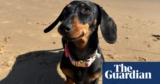 Valerie the dachshund is discovered secure and nicely after 529 days on the run on South Australian island | Valerie the dachshund