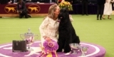 Westminster Canine Present Winners Via Historical past: Pictures